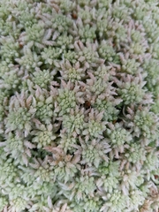 Sphagnum capillifolium