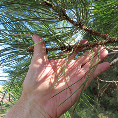 Pinus jeffreyi