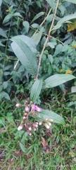 Vernonieae