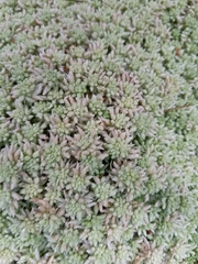 Sphagnum capillifolium