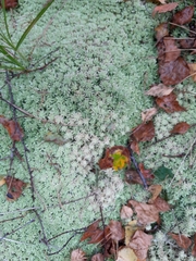 Sphagnum capillifolium