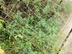 Medicago falcata