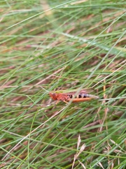 Omocestus viridulus