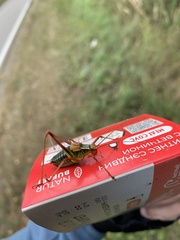 Barbitistes constrictus