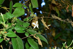 Jasminum sinense
