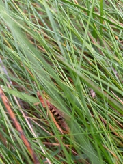 Omocestus viridulus