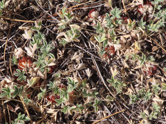Trifolium andersonii
