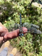 Odonata