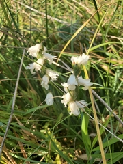 Spiranthes incurva