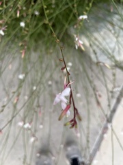 Oenothera lindheimeri