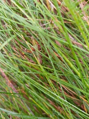 Omocestus viridulus