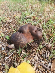 Pisolithus arhizus