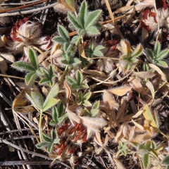 Trifolium andersonii