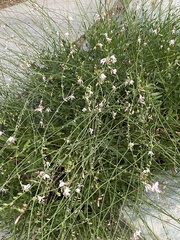 Oenothera lindheimeri