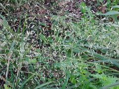 Eragrostis trichodes