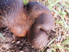 Pisolithus arhizus