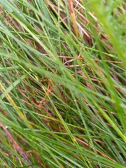 Omocestus viridulus