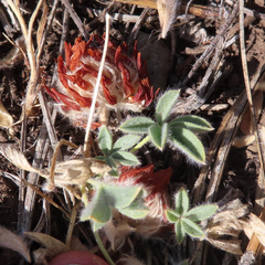 Trifolium andersonii