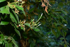 Jasminum sinense