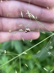 Eragrostis trichodes