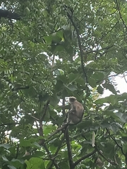 Semnopithecus hypoleucos