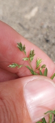 Poa annua