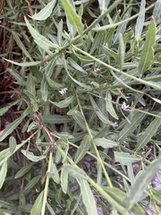 Oenothera lindheimeri