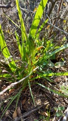 Wachendorfia multiflora