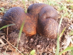 Pisolithus arhizus