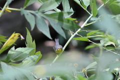 Cardellina canadensis