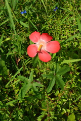 Abelmoschus sagittifolius