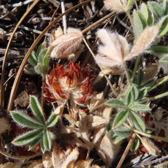 Trifolium andersonii