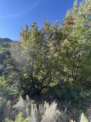 Sorbus scopulina