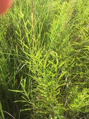 Euthamia caroliniana