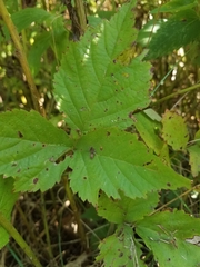 Toxicodendron radicans
