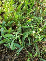 Digitaria sanguinalis