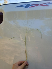 Panicum philadelphicum philadelphicum