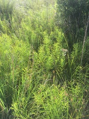 Euthamia caroliniana