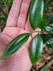 Pyrenaria microcarpa