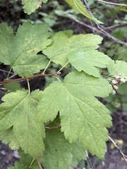 Physocarpus malvaceus