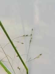 Panicum philadelphicum philadelphicum