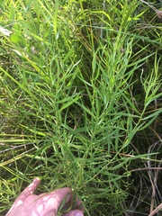 Euthamia caroliniana