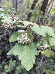 Physocarpus malvaceus