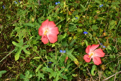 Abelmoschus sagittifolius