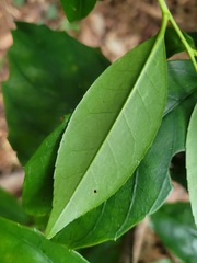 Pyrenaria microcarpa