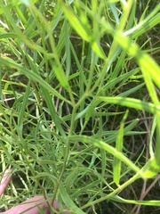 Euthamia caroliniana