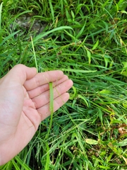 Panicum philadelphicum philadelphicum