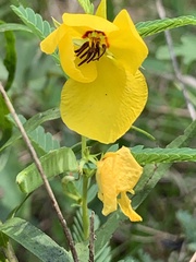Chamaecrista fasciculata