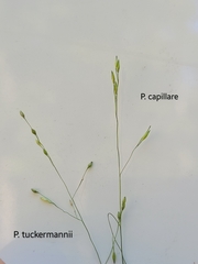 Panicum philadelphicum philadelphicum