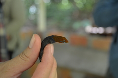 Gonatodes albogularis fuscus